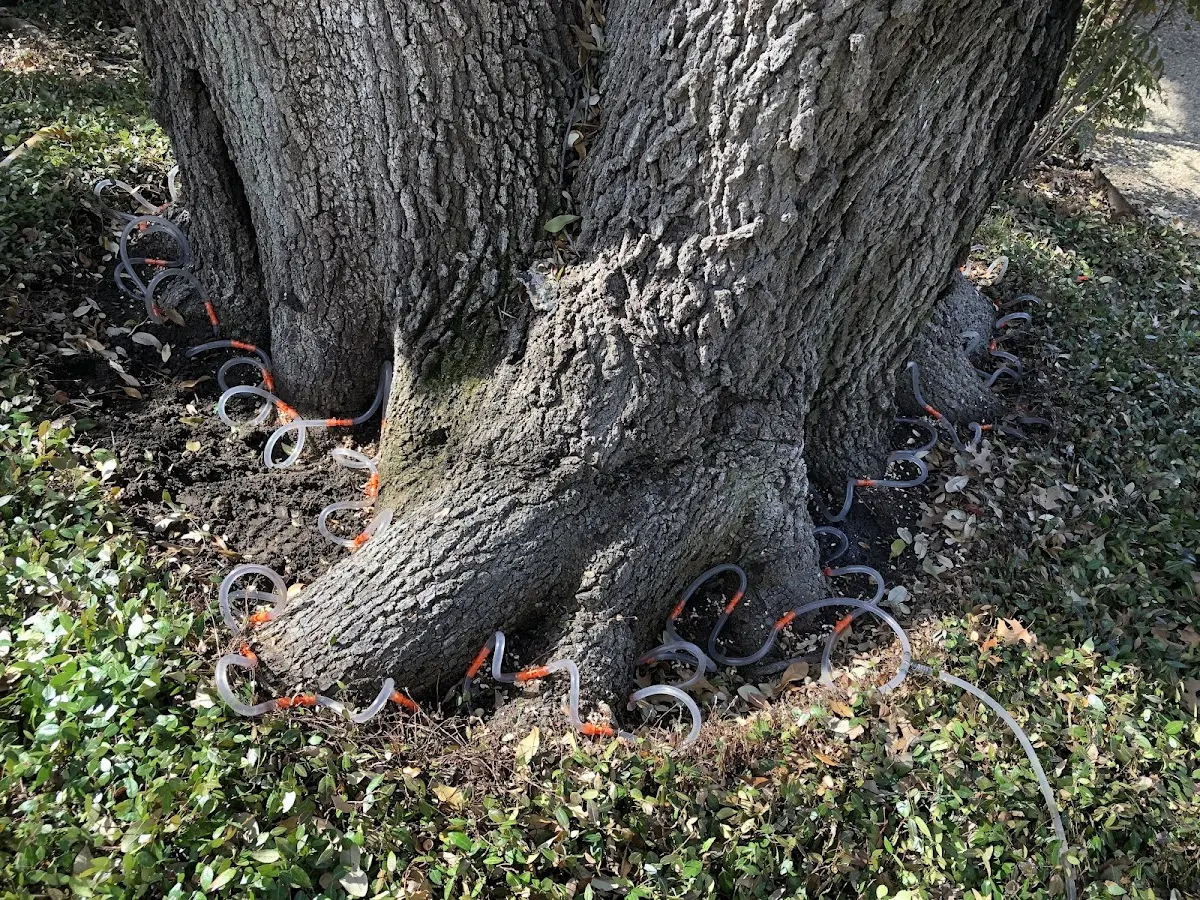 Detailed Tree Cabling and Bracing job site in Schnecksville
